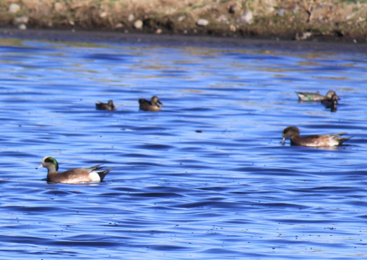 American Wigeon - ML643846083