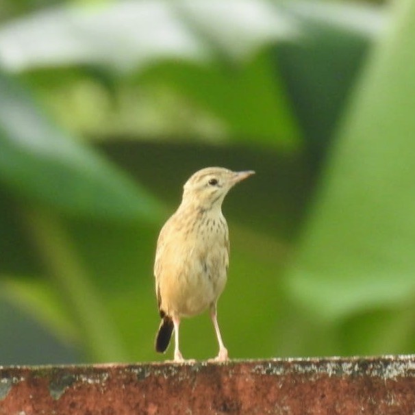 Blyth's Pipit - ML643846097