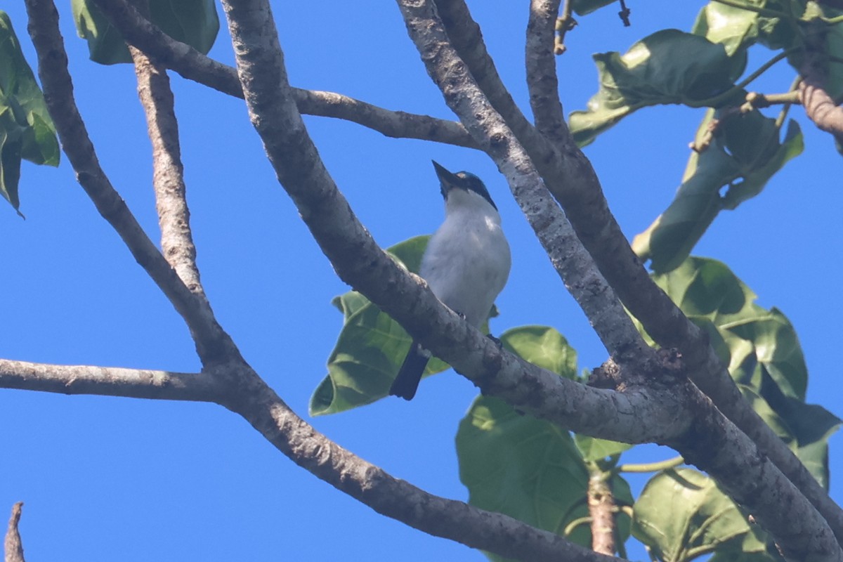 Weißrückenliest - ML643846100