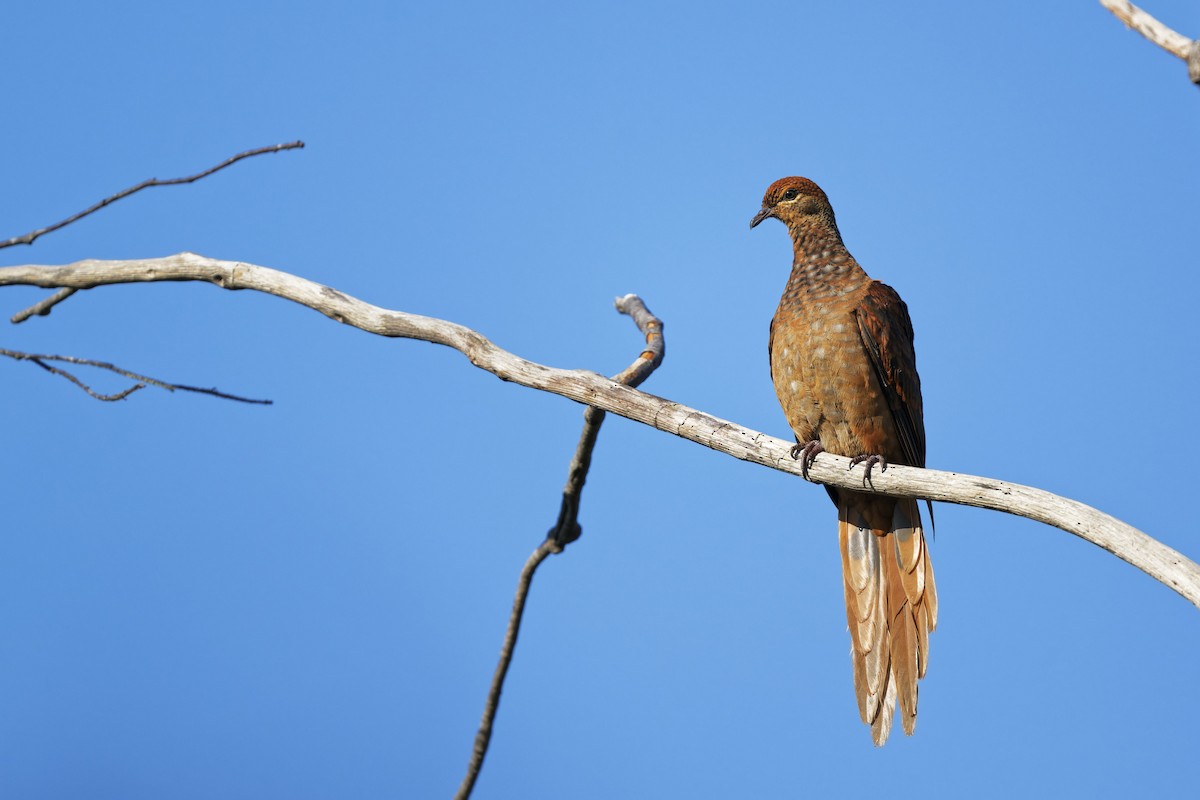 Brown Cuckoo-Dove - ML643846101