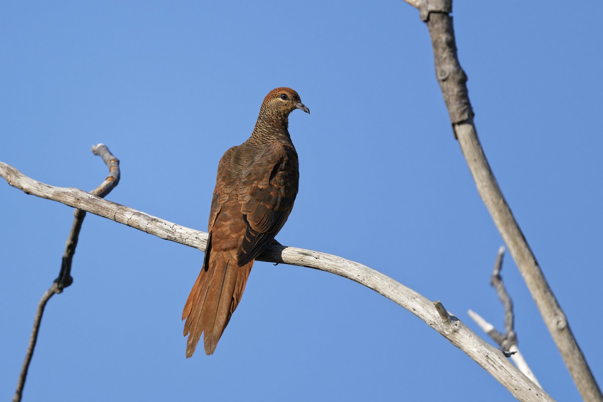 Brown Cuckoo-Dove - ML643846102