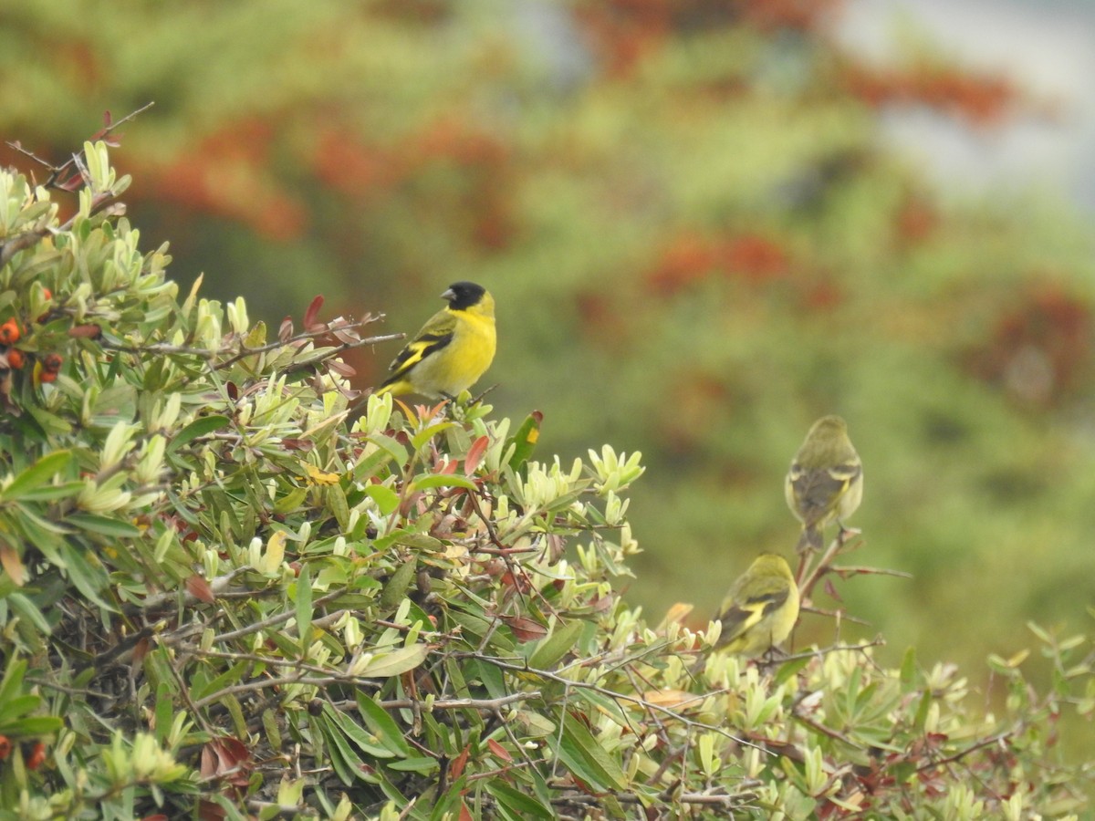 Hooded Siskin - ML643846103