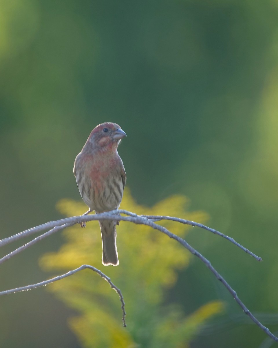 メキシコマシコ - ML643846113