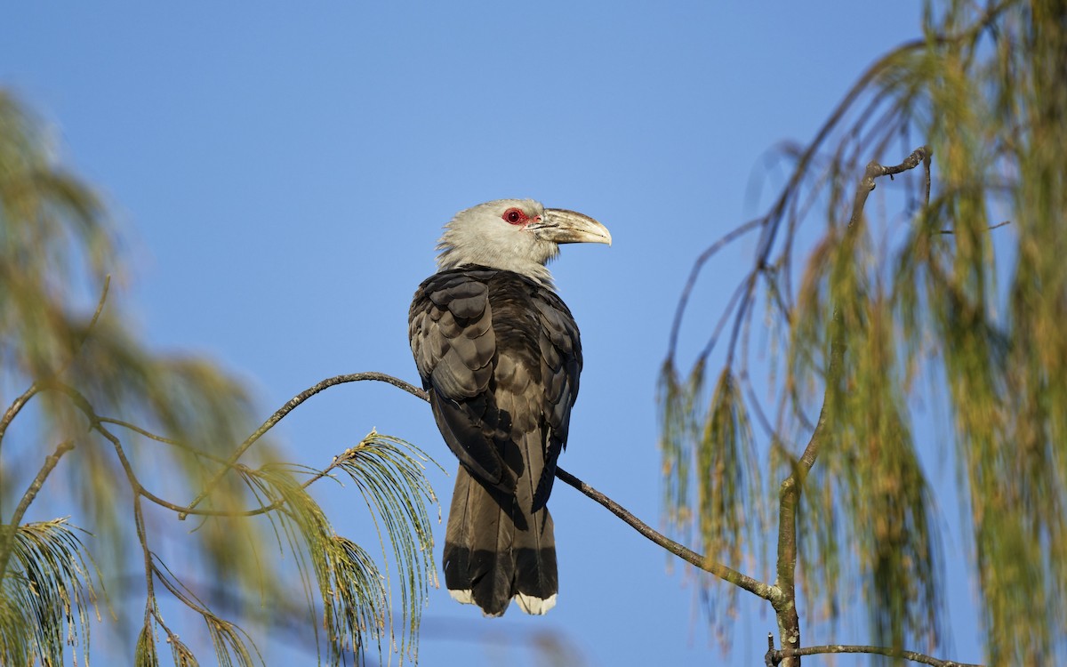 Channel-billed Cuckoo - ML643846114