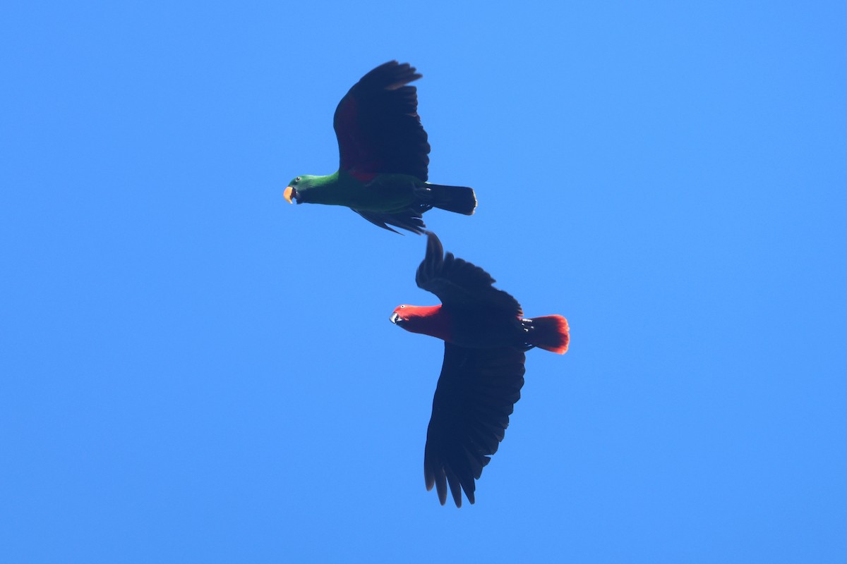 Papuan Eclectus - ML643846115