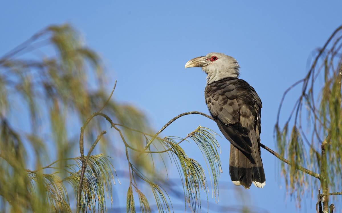 Channel-billed Cuckoo - ML643846116
