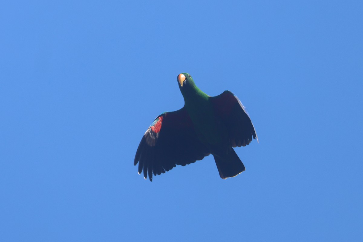Papuan Eclectus - ML643846118