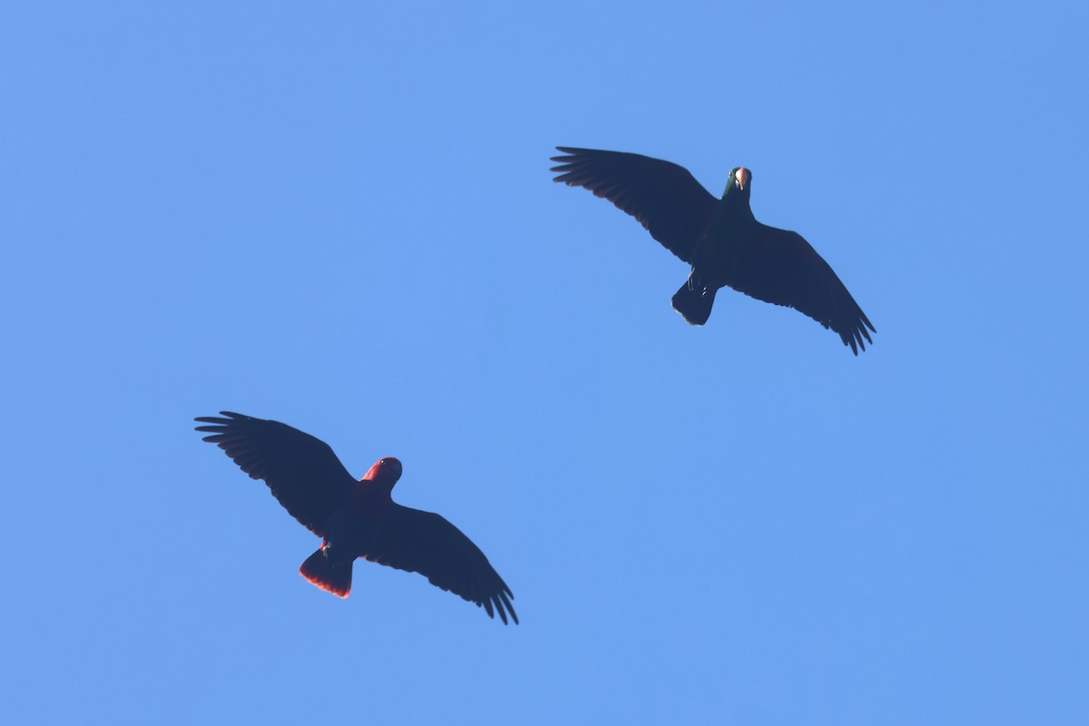 Papuan Eclectus - ML643846119