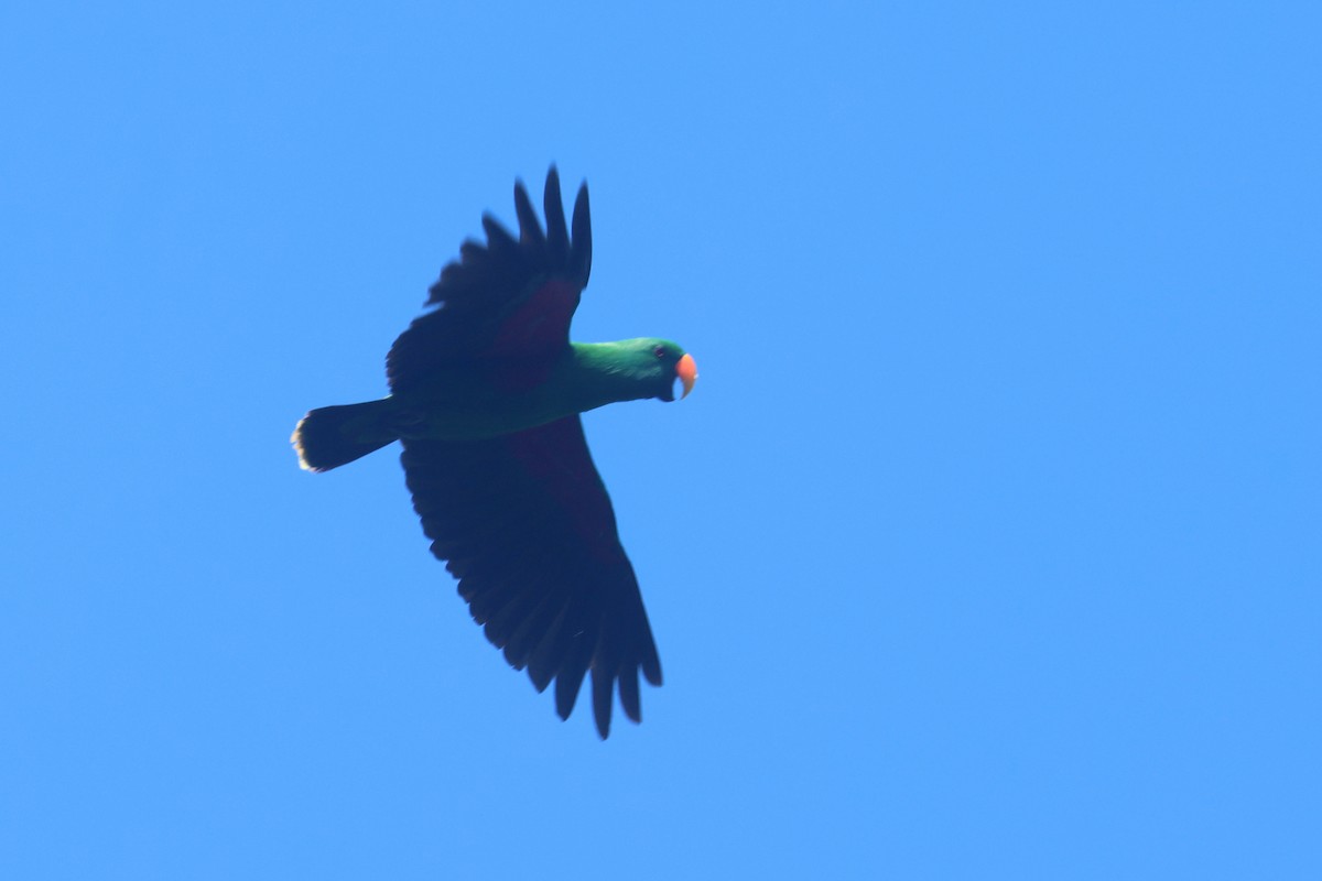 Papuan Eclectus - ML643846121