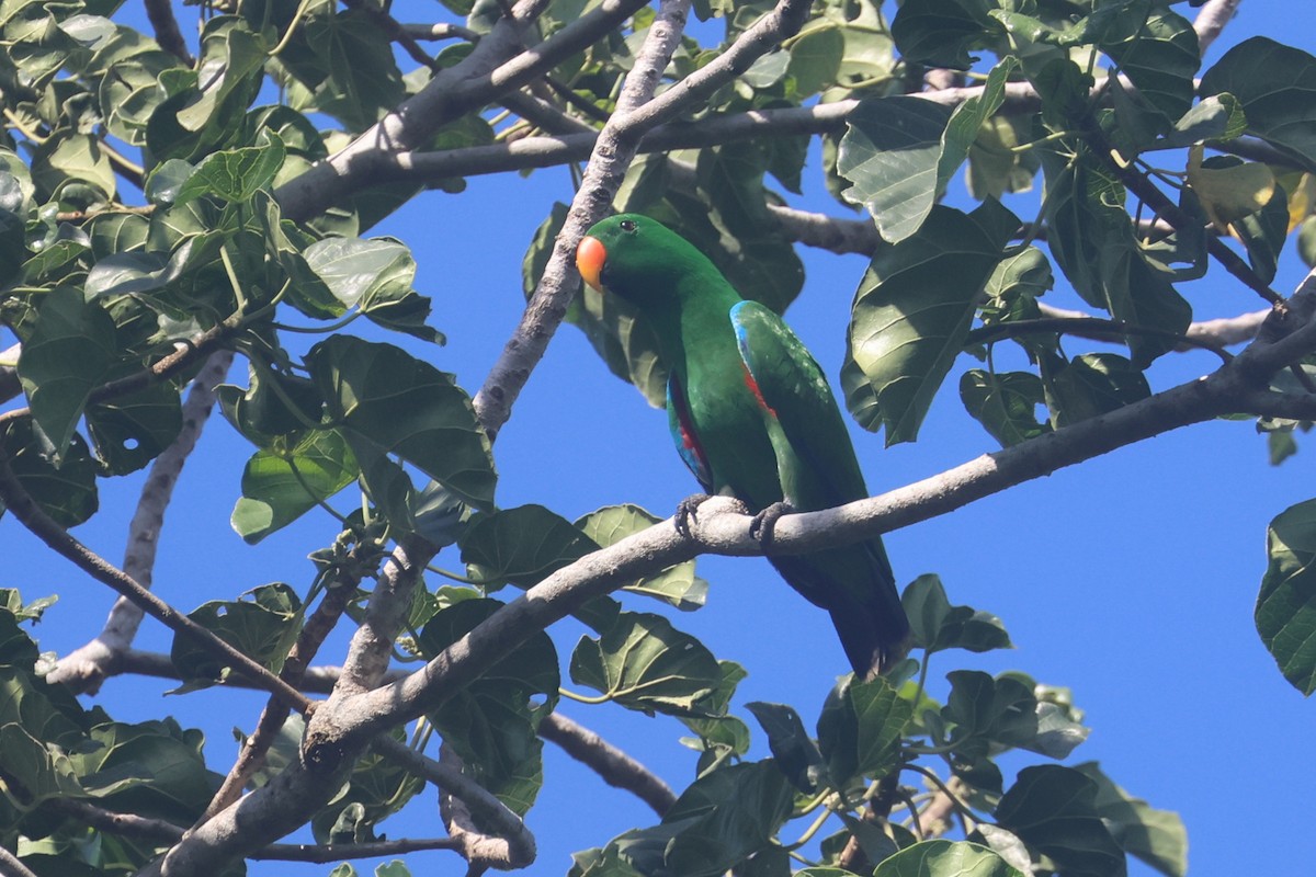 Papuan Eclectus - ML643846123