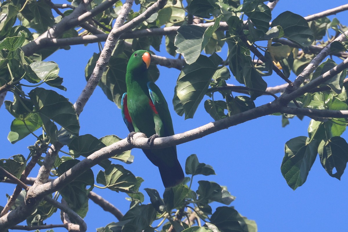 Papuan Eclectus - ML643846124