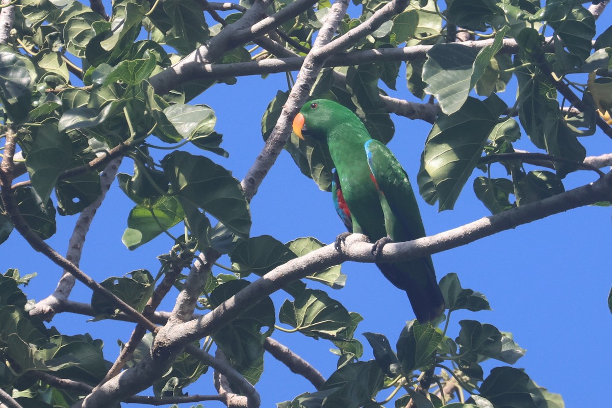 Papuan Eclectus - ML643846125