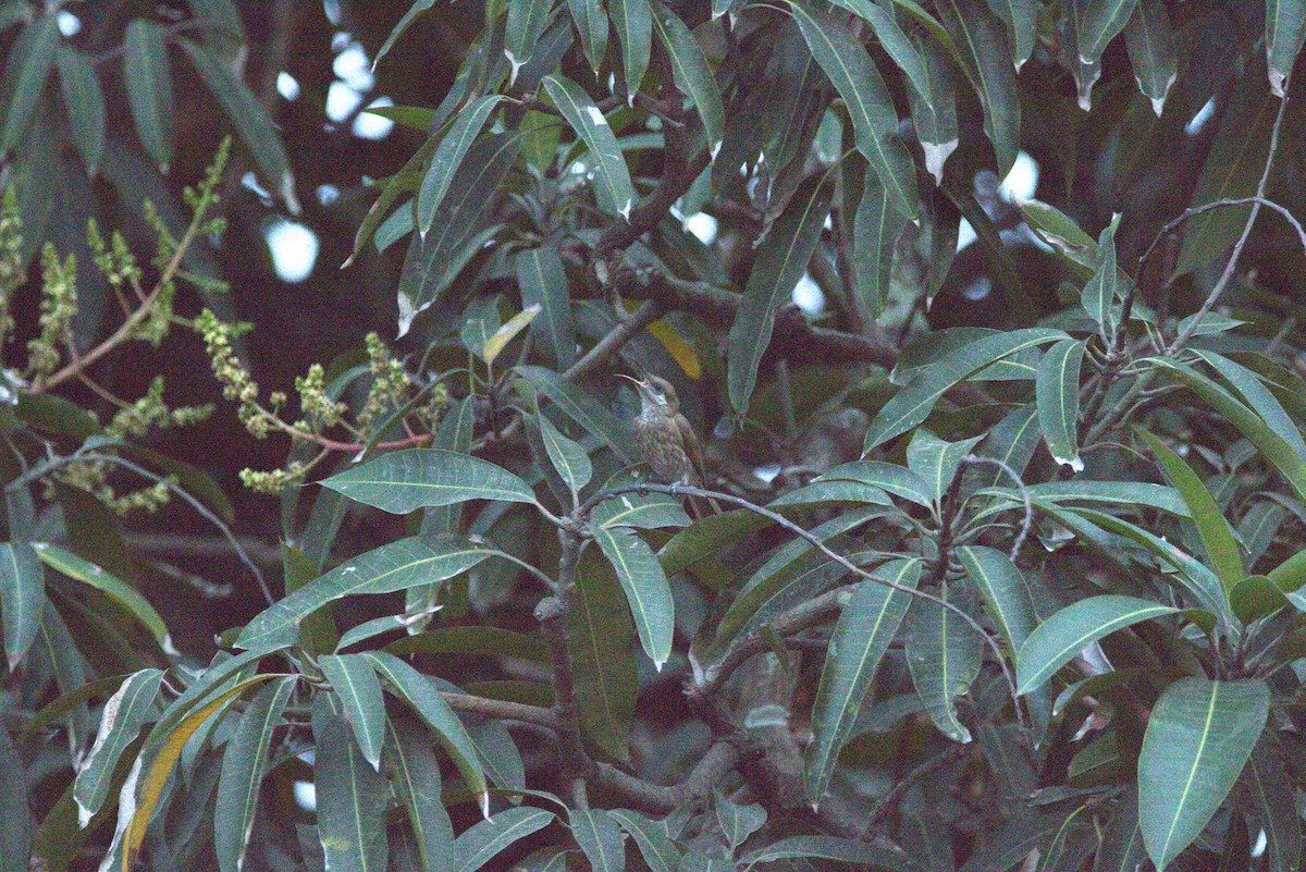 medosavka bělouchá - ML643846129