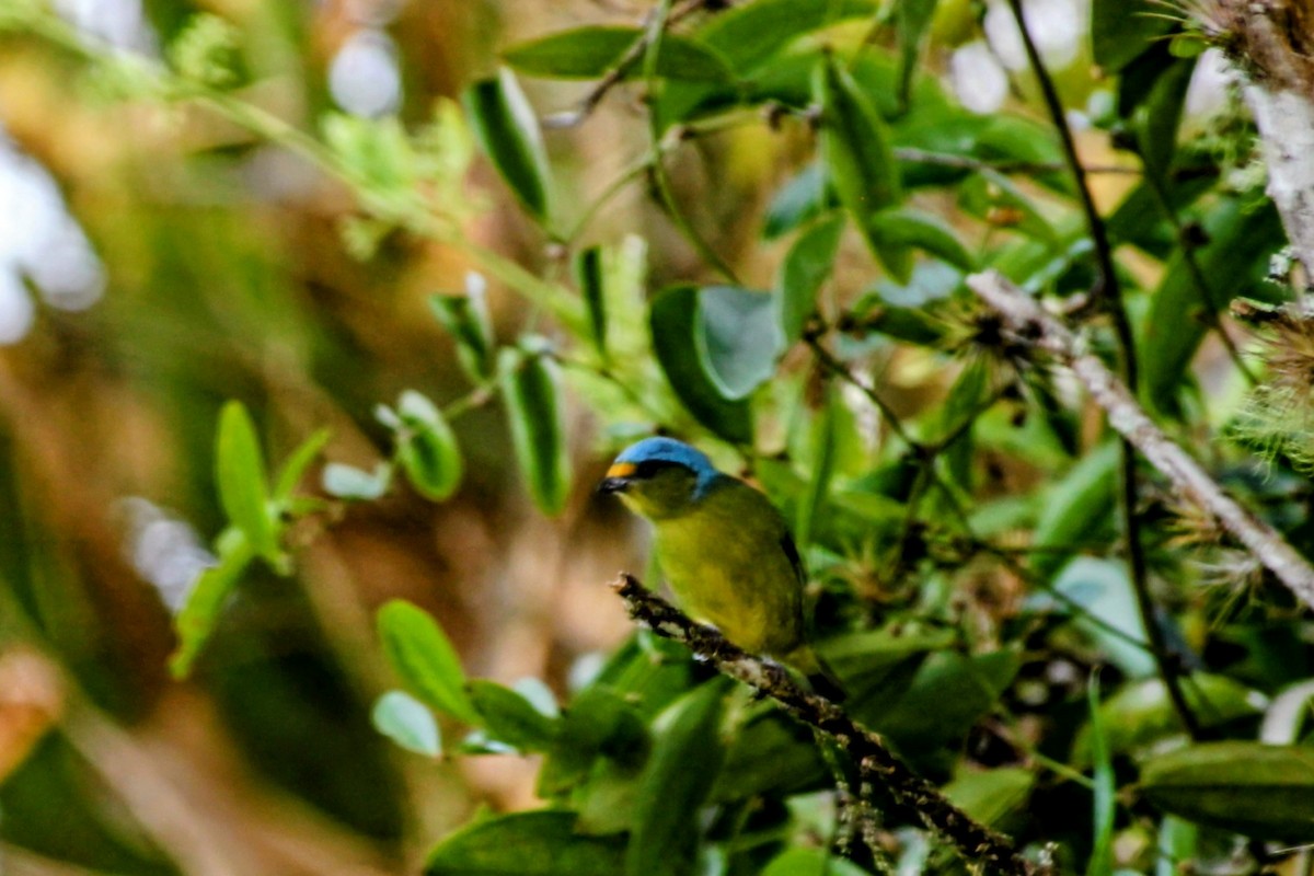 Golden-rumped Euphonia - ML643846132