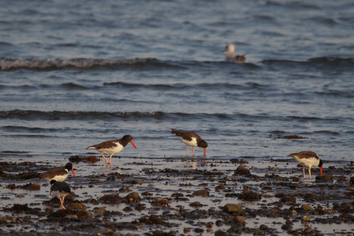 American Oystercatcher - ML643846134