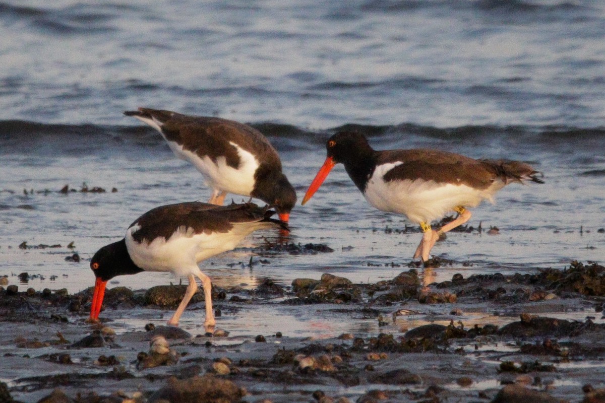 American Oystercatcher - ML643846135