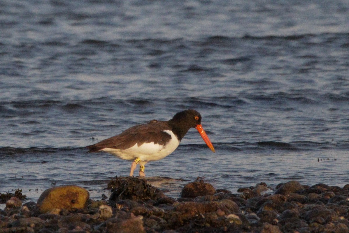 American Oystercatcher - ML643846136