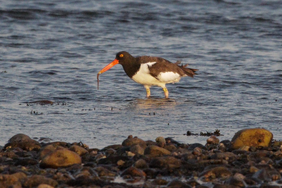 American Oystercatcher - ML643846137