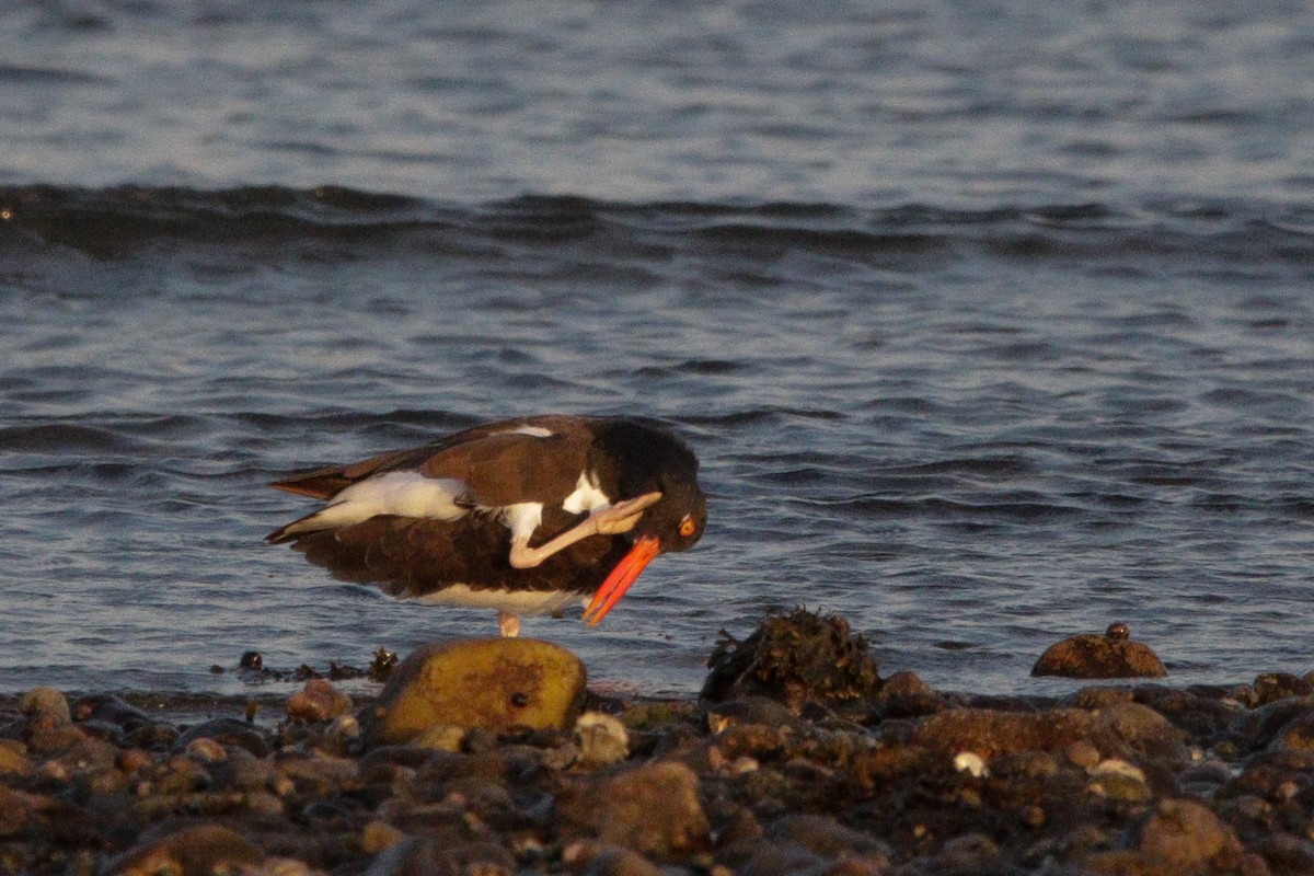American Oystercatcher - ML643846138