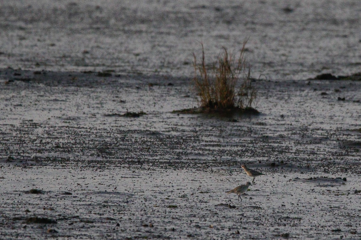 Black-bellied Plover - ML643846146