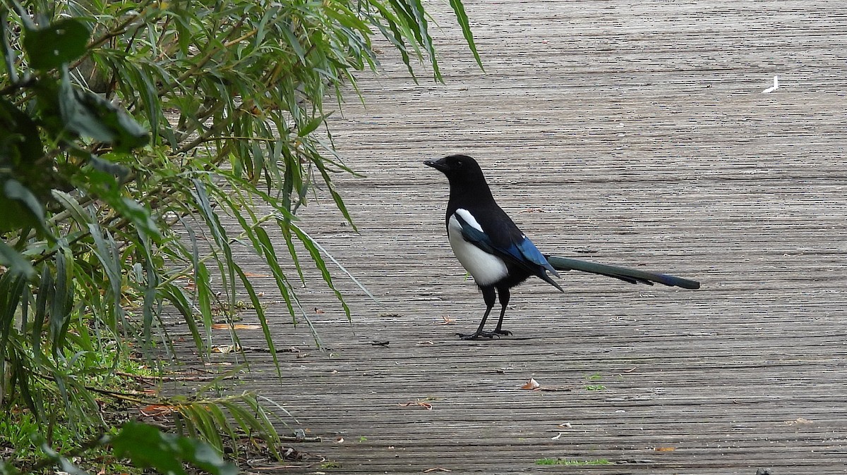 Eurasian Magpie - ML643846148