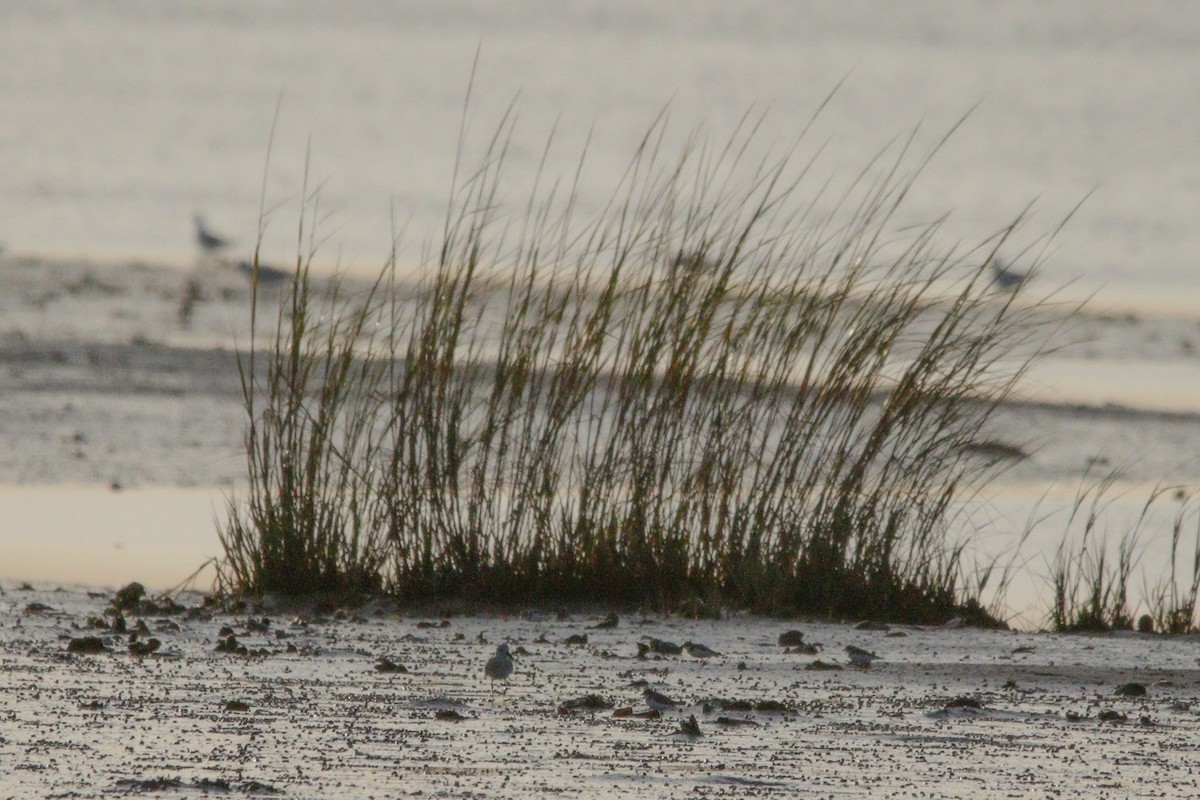 Semipalmated Plover - ML643846153