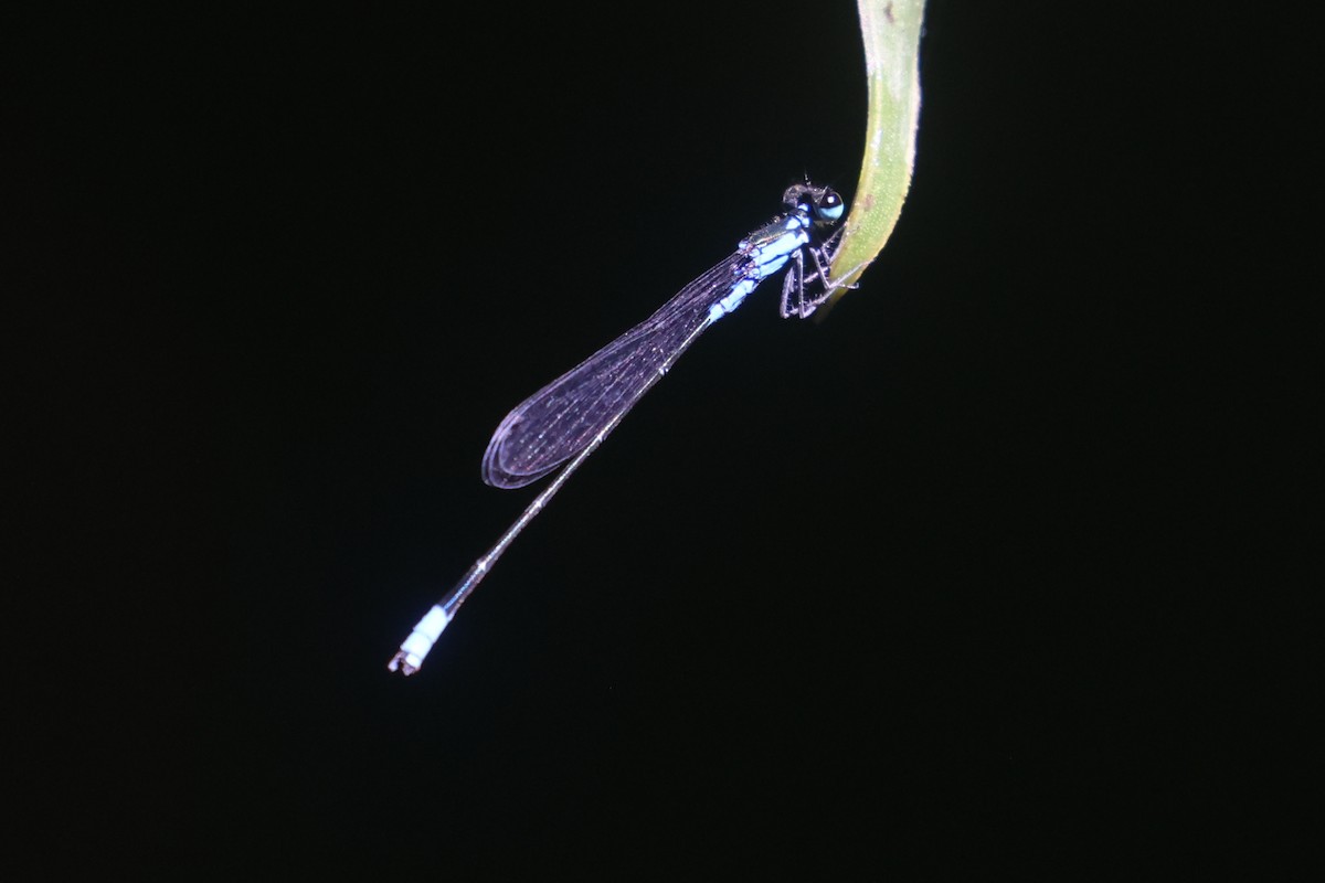 Dragonflies and Damselflies - ML643846154