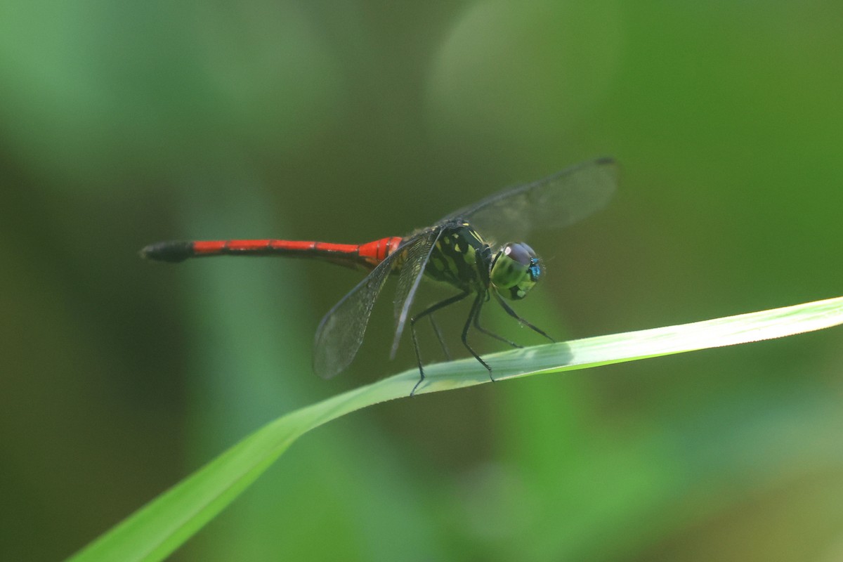Dragonflies and Damselflies - ML643846155