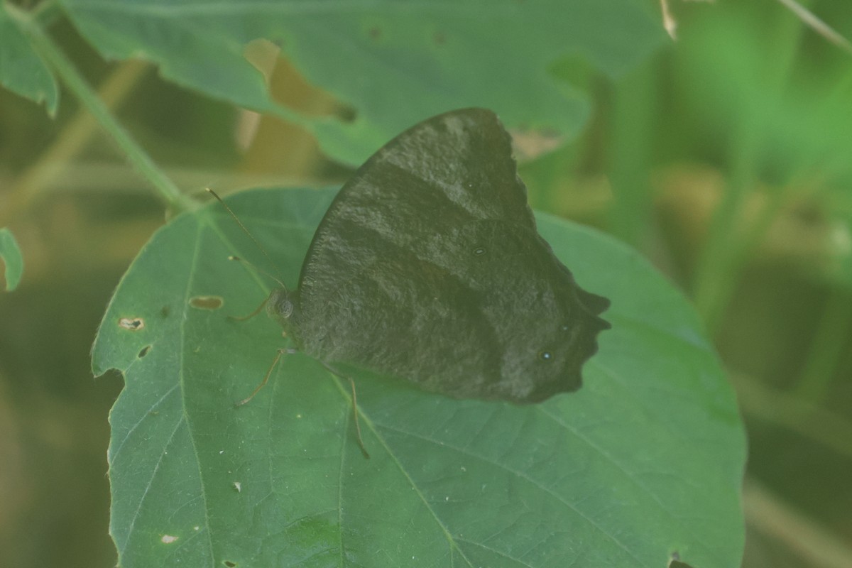 Evening Browns - ML643846156