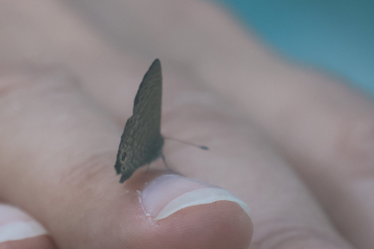 Gossamer-winged Butterflies - ML643846157