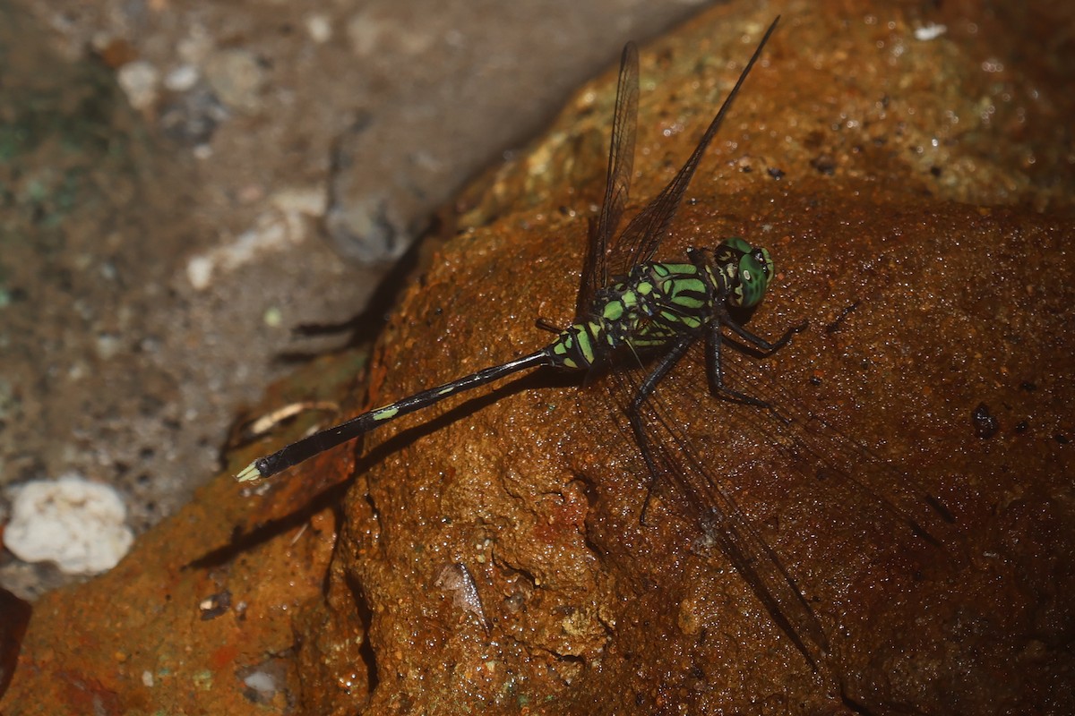 Dragonflies and Damselflies - ML643846158