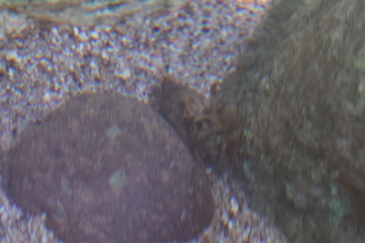 Insects - ML643846159