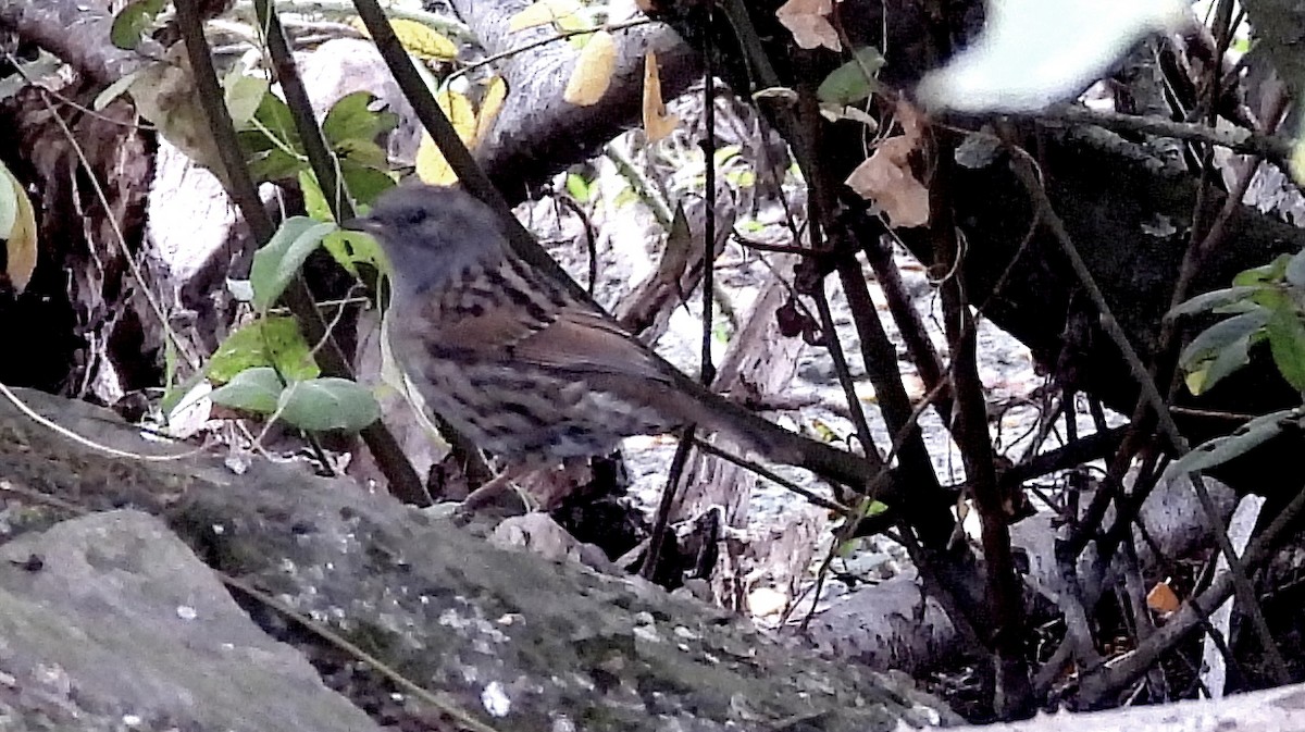 Dunnock - ML643846161