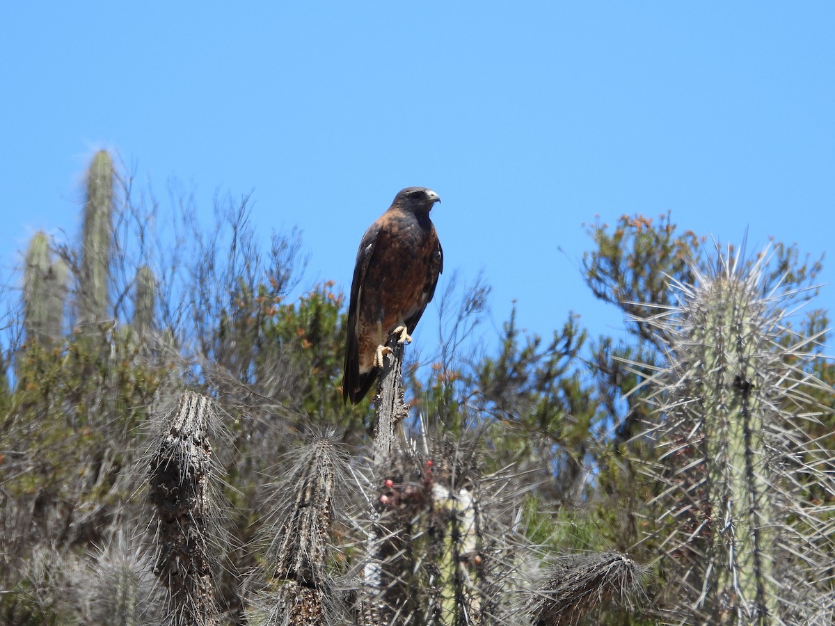Variable Hawk - ML643846169