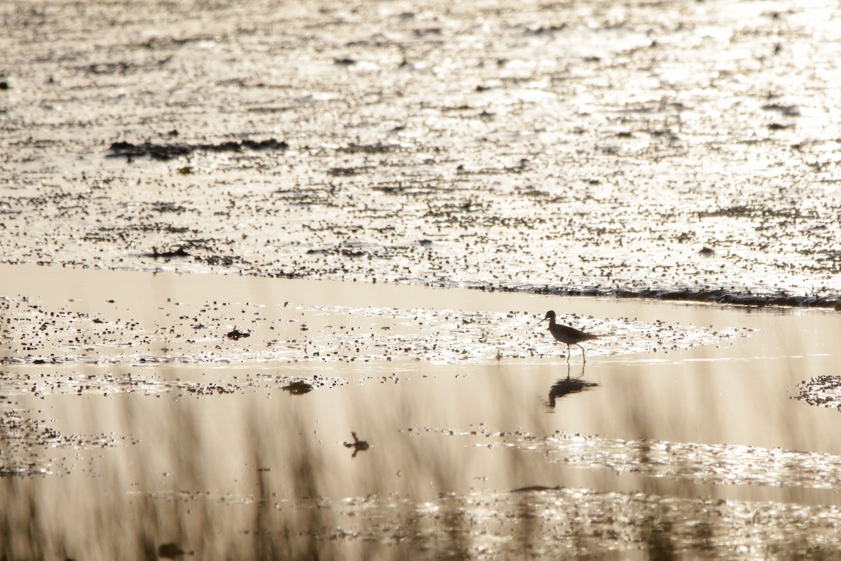 Greater Yellowlegs - ML643846183