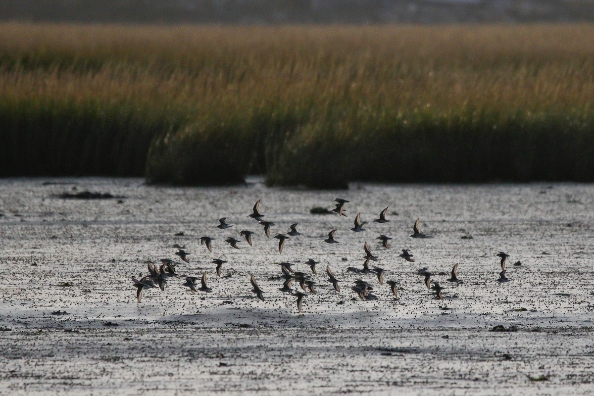 Least Sandpiper - ML643846194