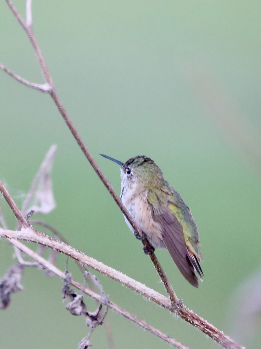 ヒメハチドリ - ML643846195