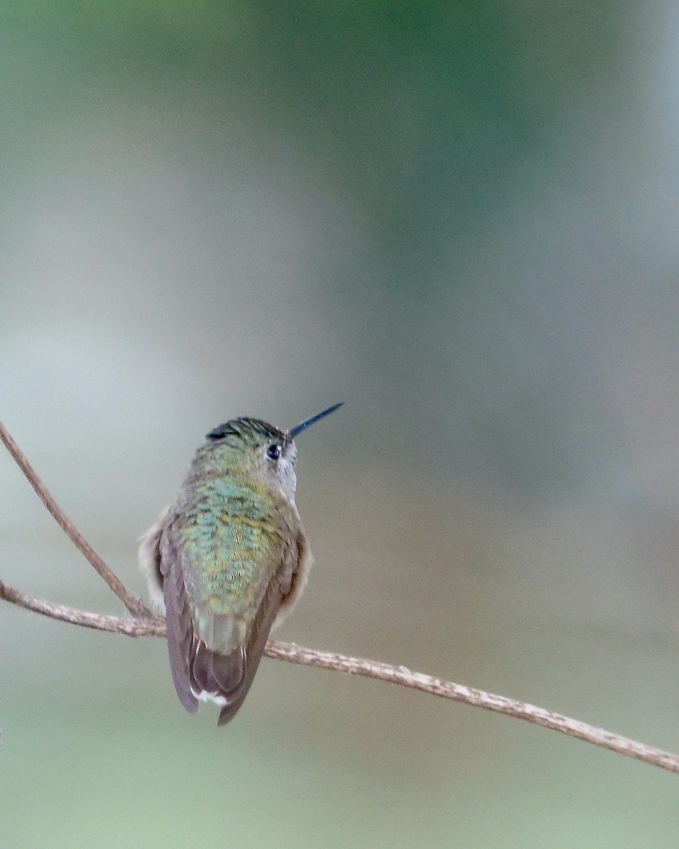 ヒメハチドリ - ML643846196