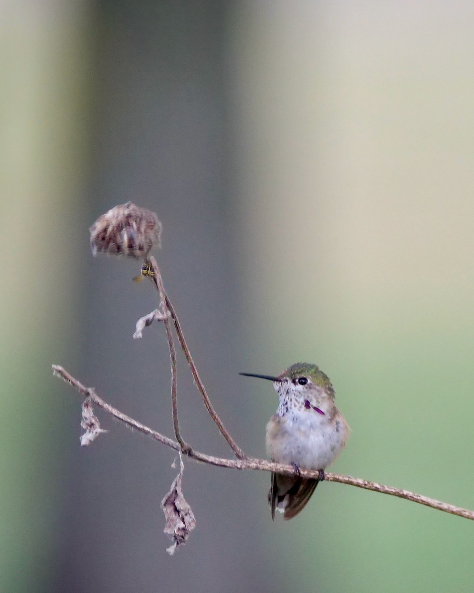 ヒメハチドリ - ML643846197