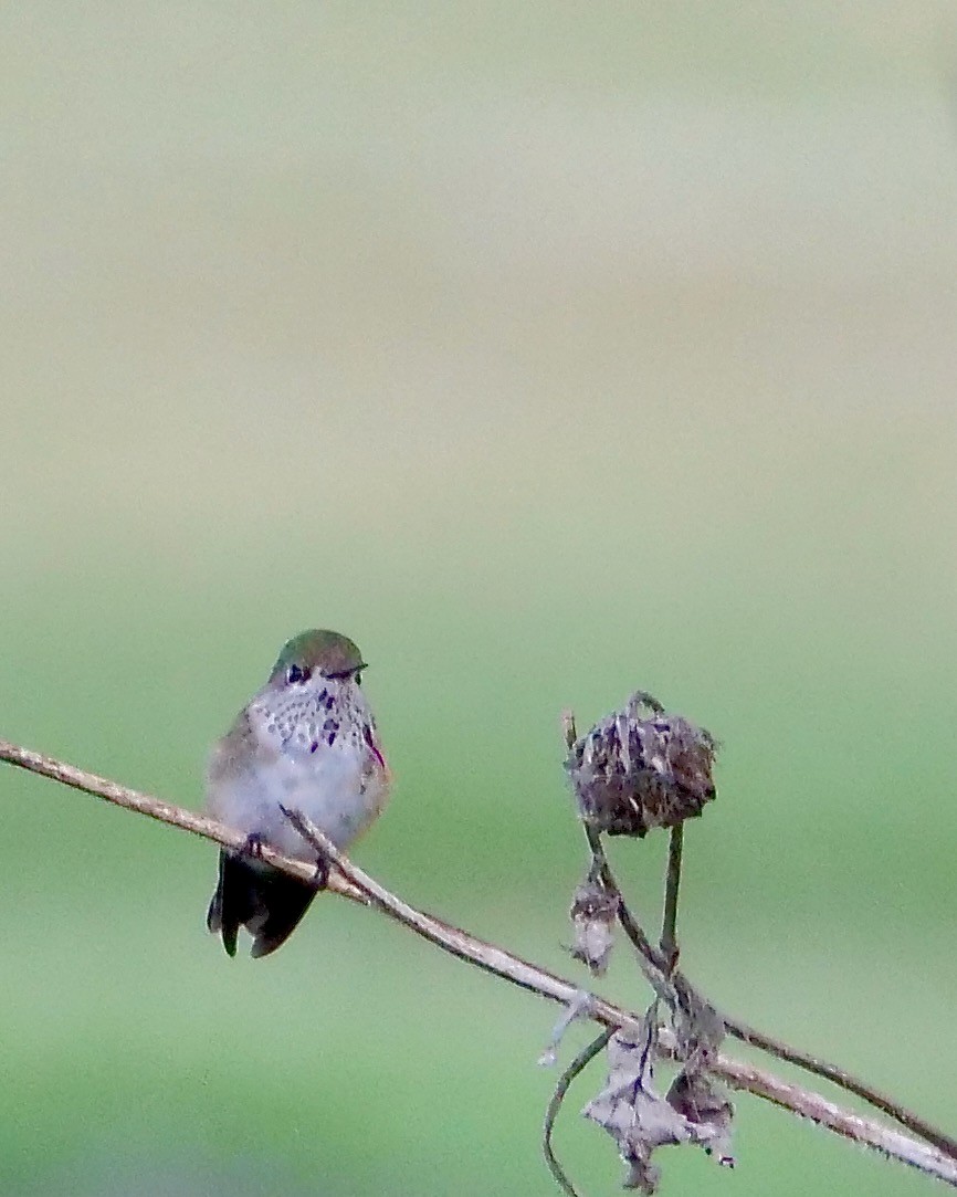 ヒメハチドリ - ML643846198