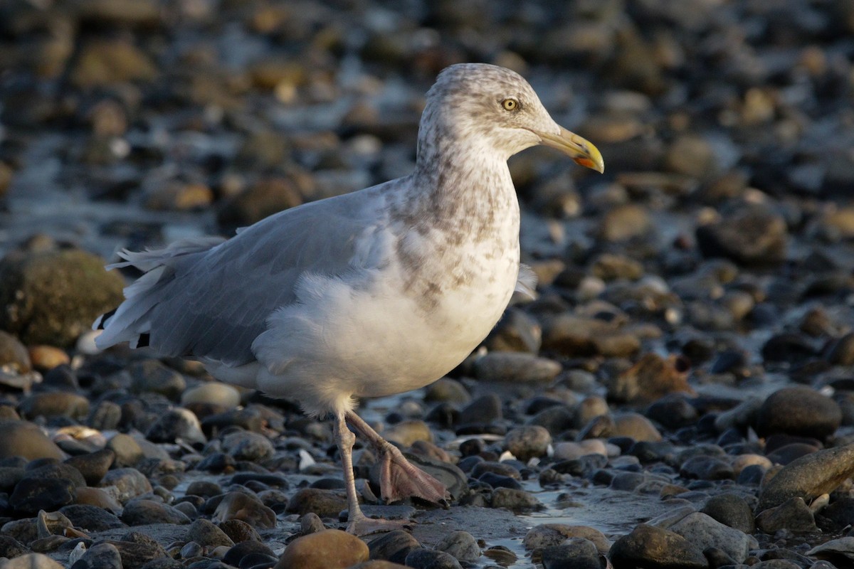 American Herring Gull - ML643846199