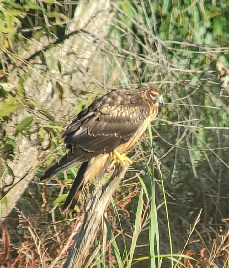 Northern Harrier - ML643846201