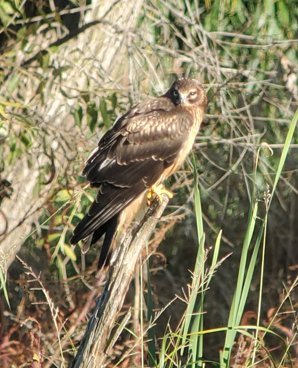 Northern Harrier - ML643846202