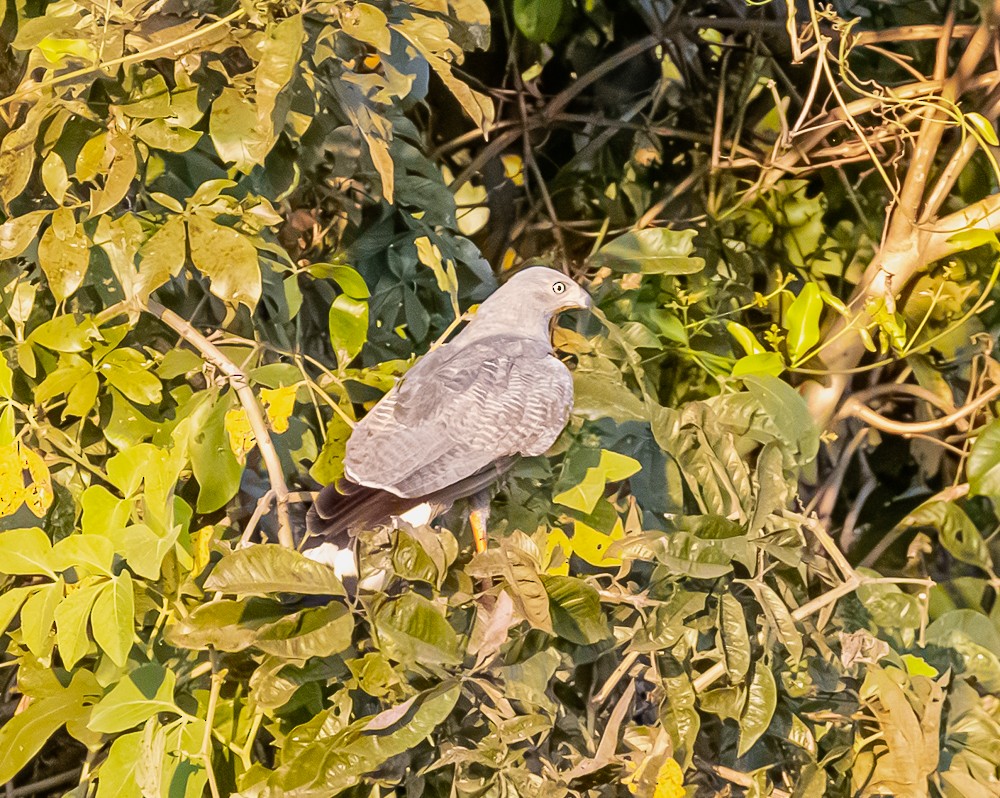 Crane Hawk - ML643846210