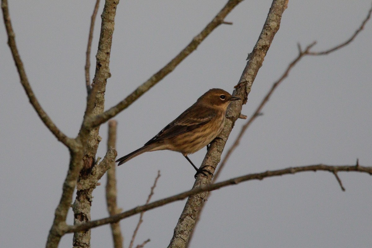 Yellow-rumped Warbler - ML643846215