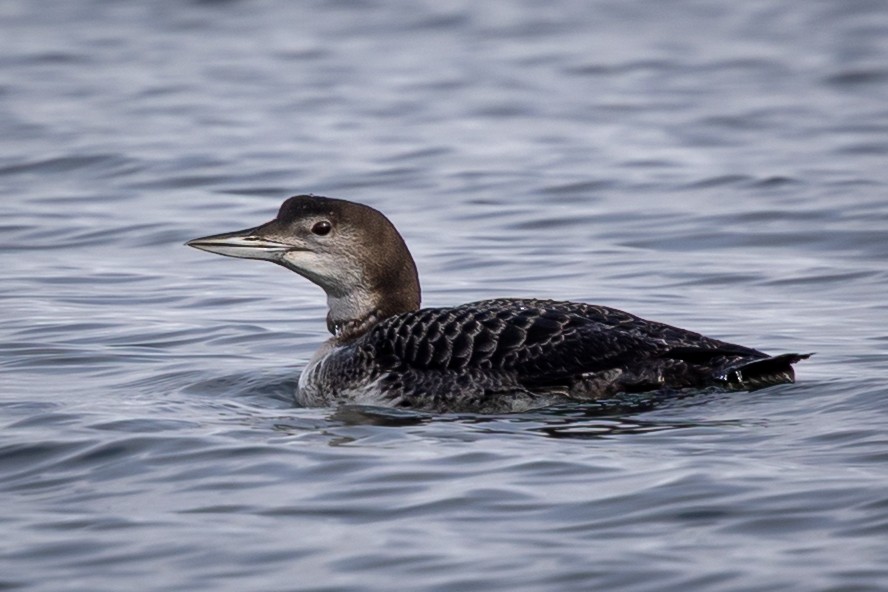 Common Loon - ML643846221