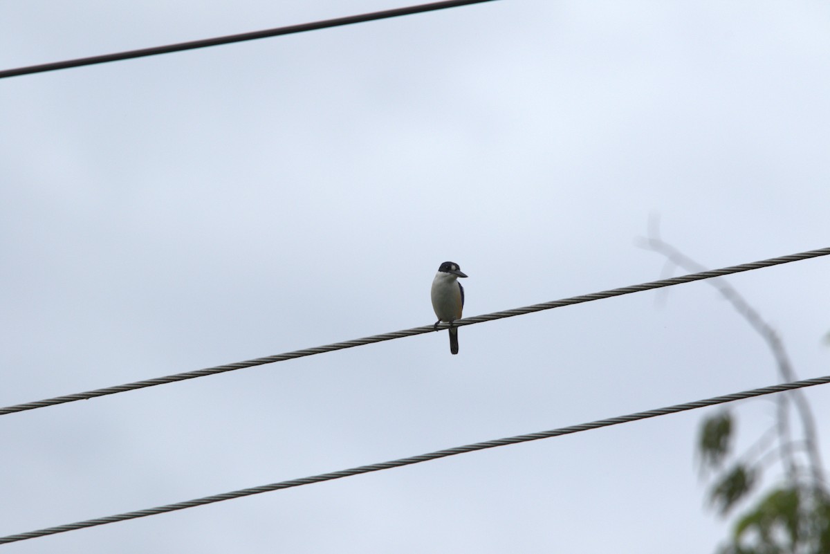 ledňáček lesklý - ML643846232