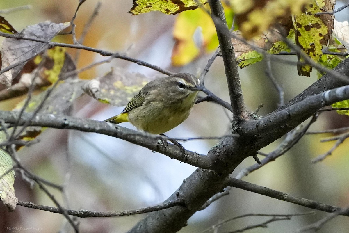 Palm Warbler - ML643846233
