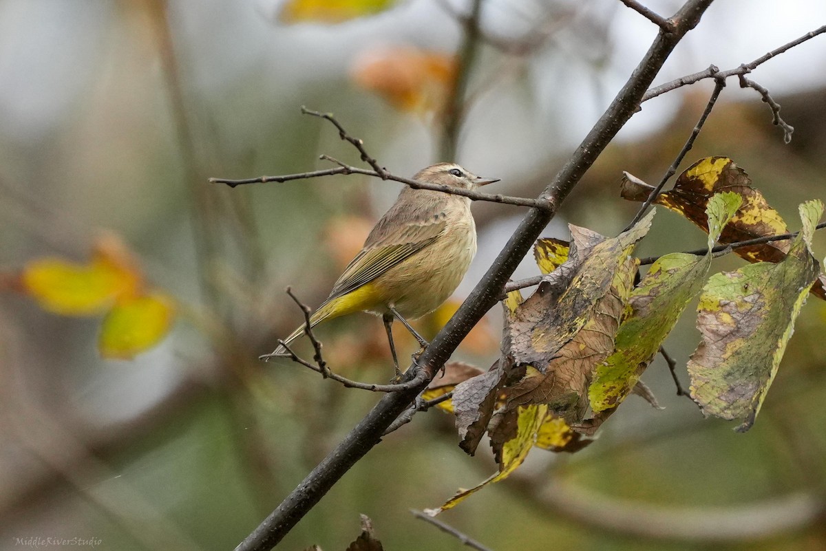 Palm Warbler - ML643846234