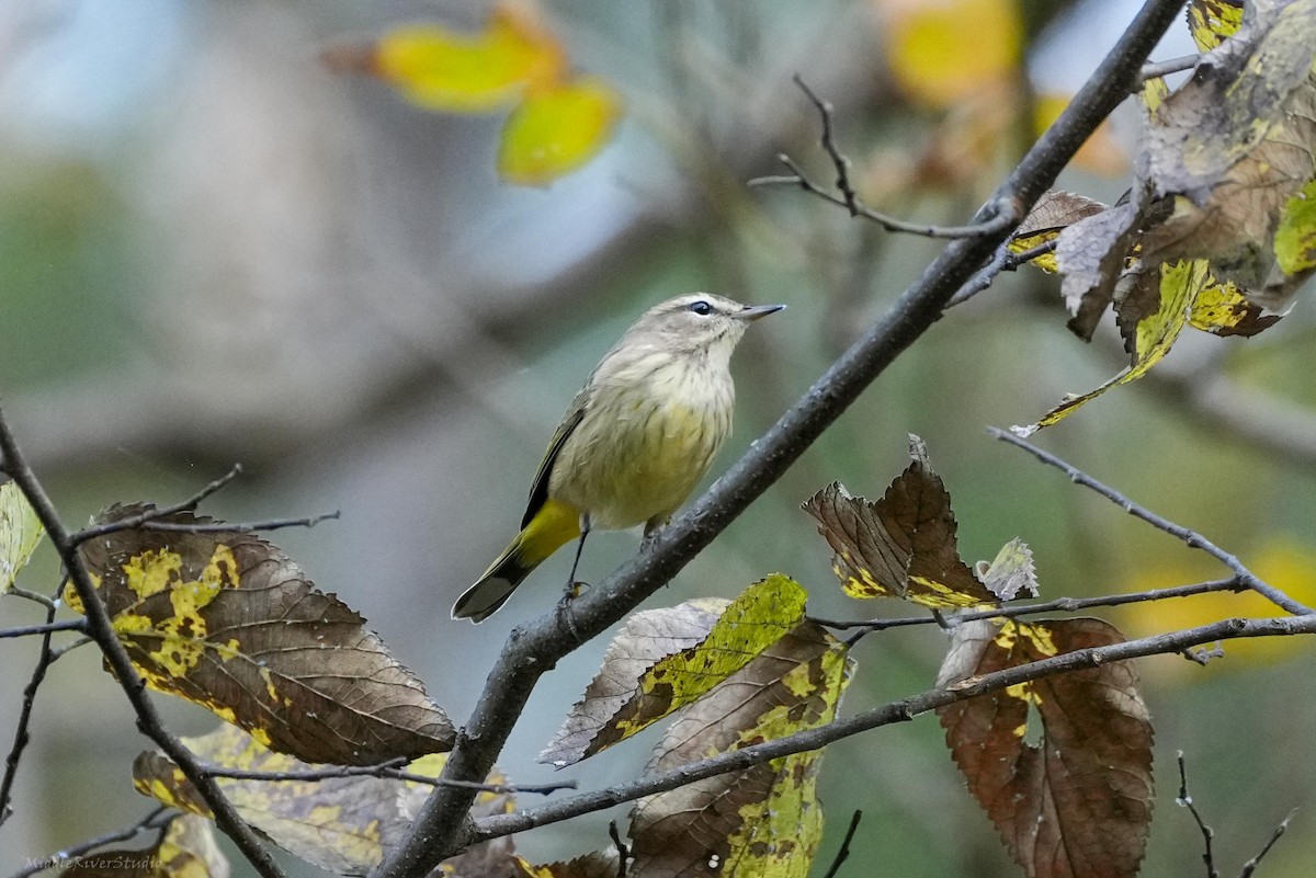 Palm Warbler - ML643846235